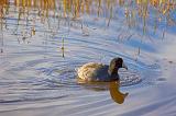 Swimming Coot_73561